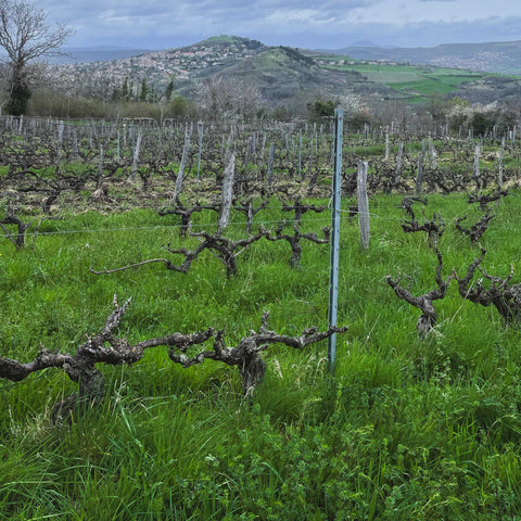 Domaine La Bohème – Patrick Bouju & Justine Loiseau
